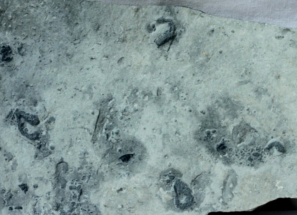 Cambrian Explosion Carpoid Fossils