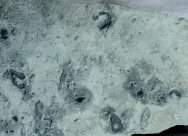 Castericystis sprinklei Carpoid Fossils