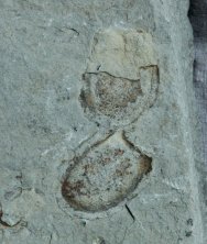 Crumillospongia Cambrian Fossil Sponges from Utah