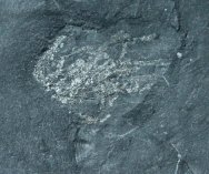 Cambrian Explosion Algal Fossil Yuknessia from Utah Wheeler Shale
