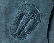 Asaphiscus wheeleri Trilobite