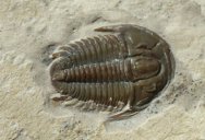 Modocia typicalis Trilobite