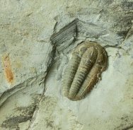 Modocia brevispina Trilobite