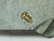 Jenskinsonia varga Trilobite
