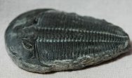 Altiocculus harrisi Trilobite