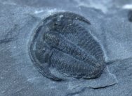 Bolaspidella Trilobite