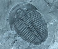 Elrathia kingii Trilobite