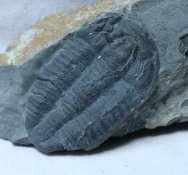 Modocia brevispina Trilobite