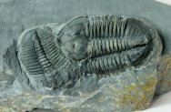 Asaphiscus Trilobites