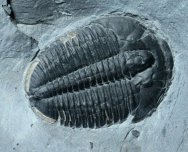 Elrathia kingii Trilobite with Preserved Bite Mark