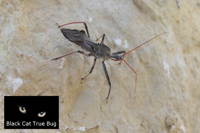 kissing bugs pictures. dresses pictures Kissing Bug
